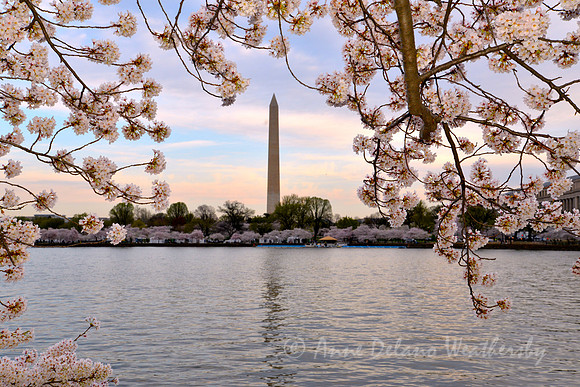 Cherry Blossoms