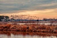 On the Marsh