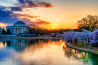 Cherry Blossoms