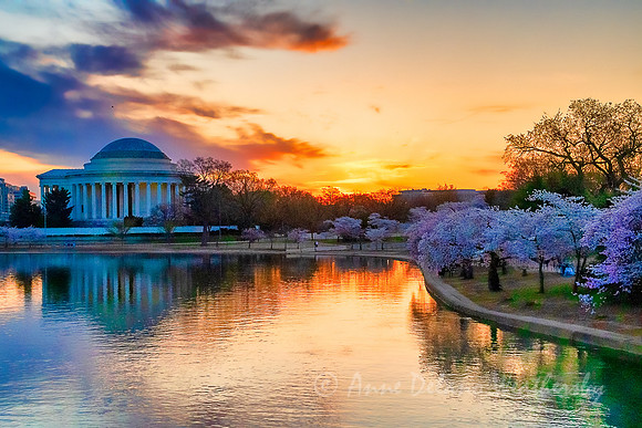 Cherry Blossoms
