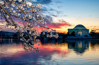Cherry Blossoms