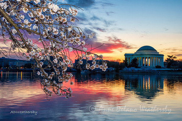 Cherry Blossoms