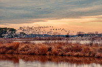 On the Marsh