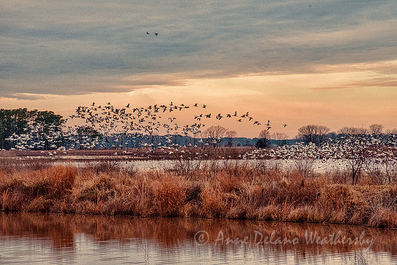 On the Marsh