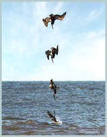 Dive Bomb