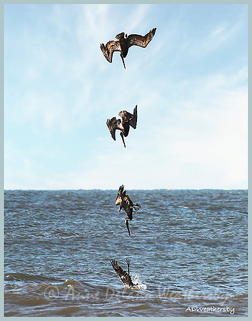 Dive Bomb