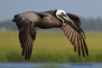 Pelican in Flight