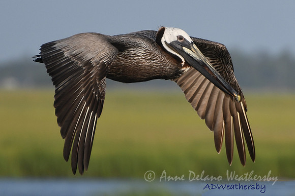 Pelican in Flight