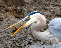 Heron at Lunch