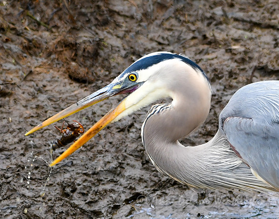 Heron at Lunch