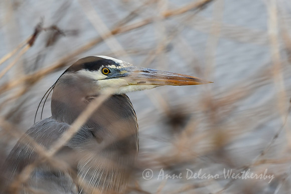 Heron in Hiding
