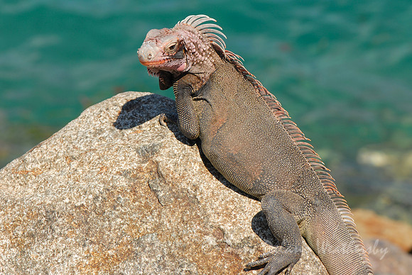 Puerto Rican Iguana