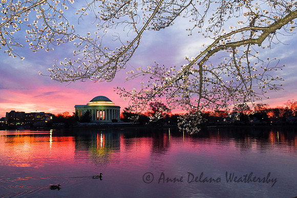 Cherry Blossoms