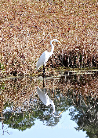 Great Egret