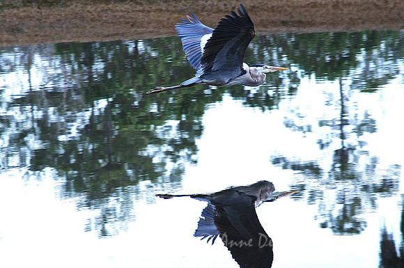 Blue Heron in flight