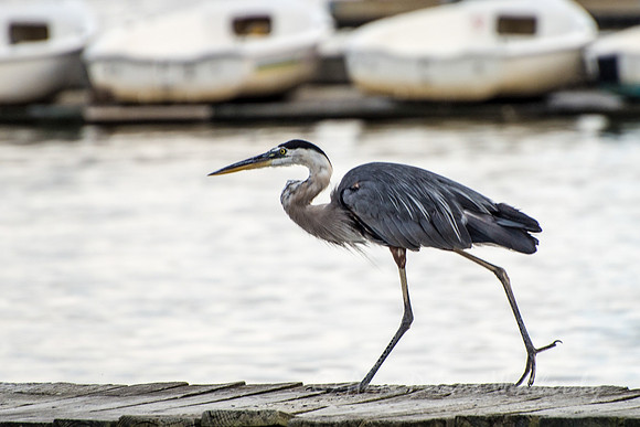 Strutting Heron