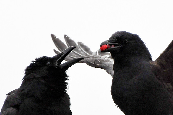 Two crows 1
