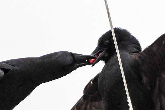 Two crows 3
