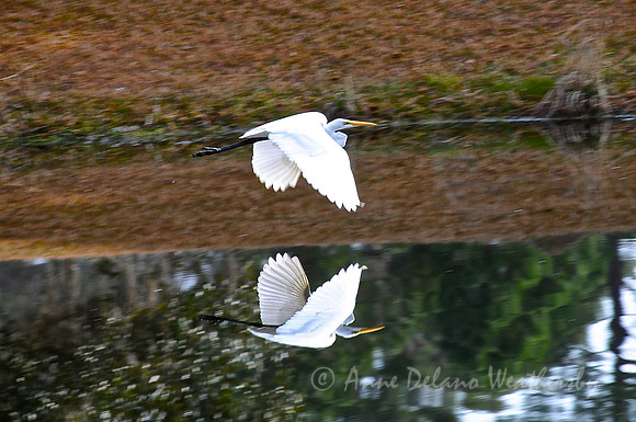 Great Egret