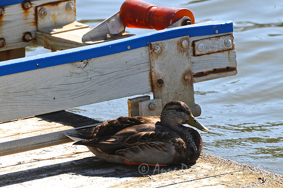 Duck
