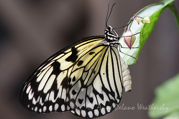 Paper Kite Butterfly