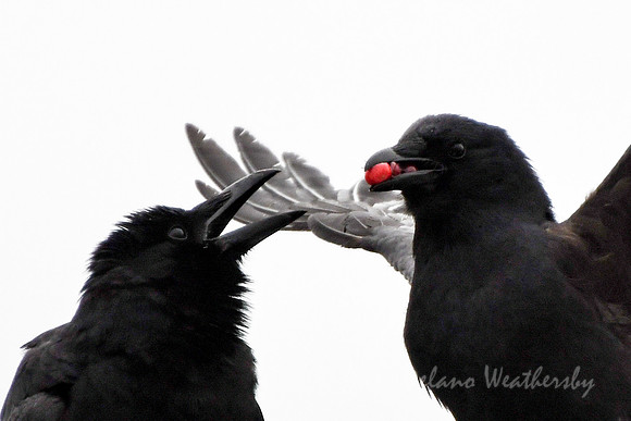 Two crows