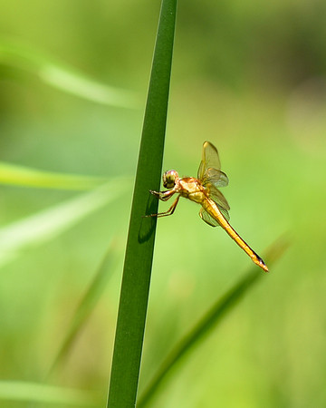 Golden Dragonfly