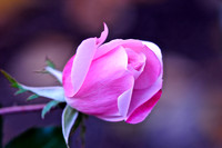 Pink rose