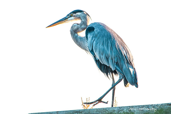On Jug Bay