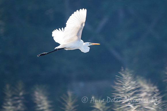 Taking Flight