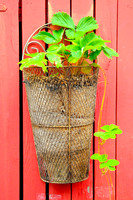 Planter on Red
