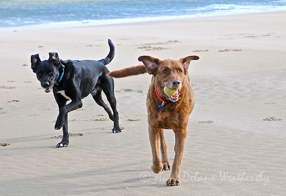 Dog day at the beach