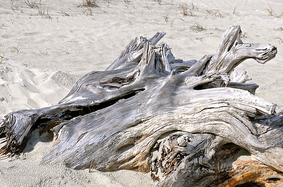 Driftwood dog