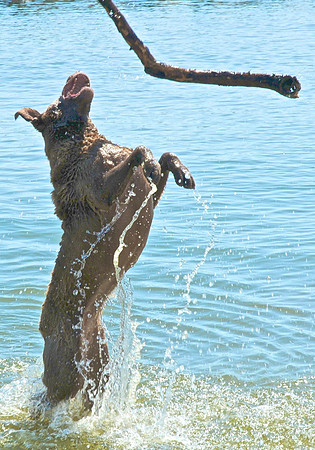 Fetch