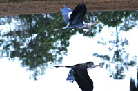 Blue Heron in flight
