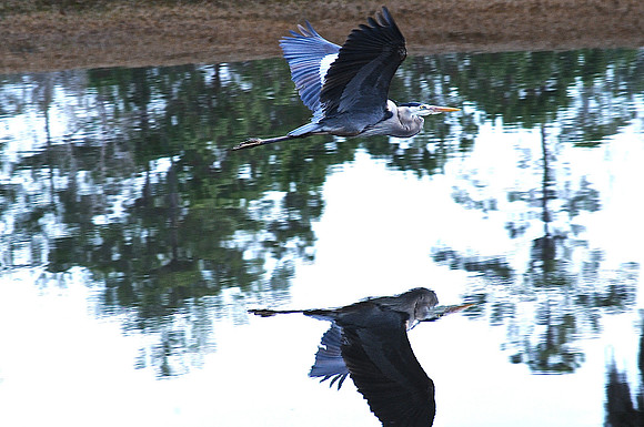 Blue Heron in flight