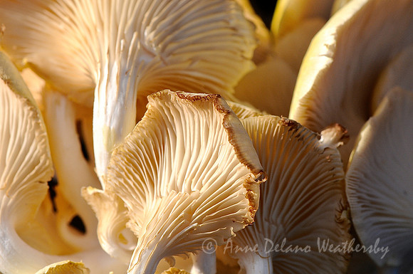 Mushrooms