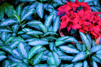 Red and green