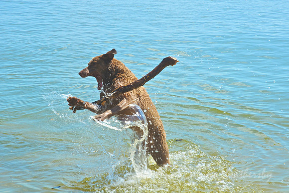 Dog with stick