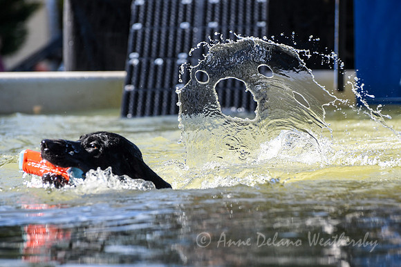 Black Lab being chased by ghost at Dock Dogs