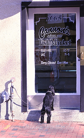Dog in Window