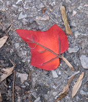 Red Leaf