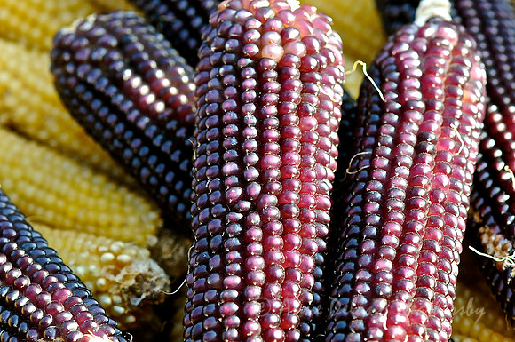 Purple Corn